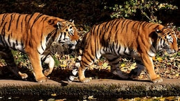 88 Tiger Deaths Unresolved Since 2020, Multiple Unexplained, Reveals RTI