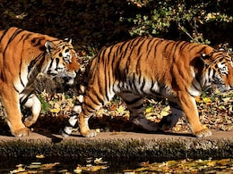 88 Tiger Deaths Unresolved Since 2020, Multiple Unexplained, Reveals RTI