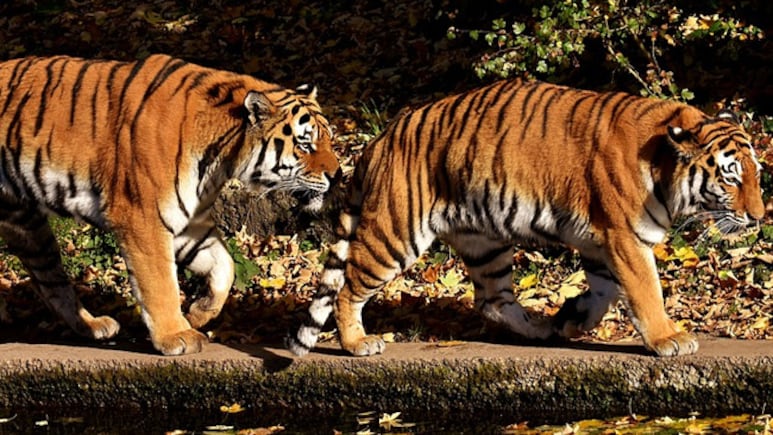 88 Tiger Deaths Unresolved Since 2020, Multiple Unexplained, Reveals RTI