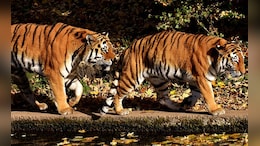 Tiger Death: सरिस्का टाइगर रिजर्व में एक बाघिन की मौत, जानिए क्या थी मौत की वजह