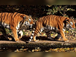 Rajasthan: रणथंभौर से 2 बाघिन को जल्द किया जाएगा शिफ्ट, जर्मनी से मंगवाए गए रेडियो कॉलर Rajasthan: रणथंभौर से 2 बाघिन को जल्द किया जाएगा शिफ्ट, जर्मनी से मंगवाए गए रेडियो कॉलर