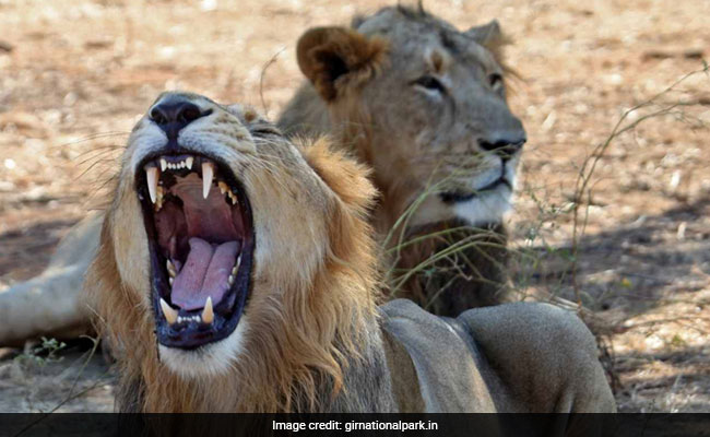 Gujarat High Court To Monitor Steps Taken To Prevent Lion Deaths In Gir