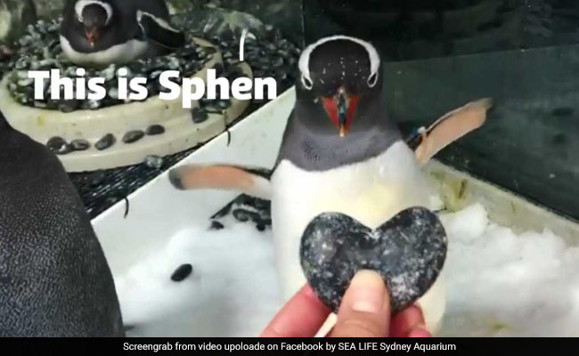Same-Sex Penguin 'Couple' To Foster Egg Together