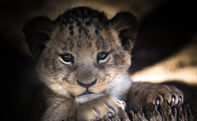 Lion Cub Cuddles On Offer With Afternoon Tea In China