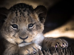 Lion Cub Cuddles On Offer With Afternoon Tea In China