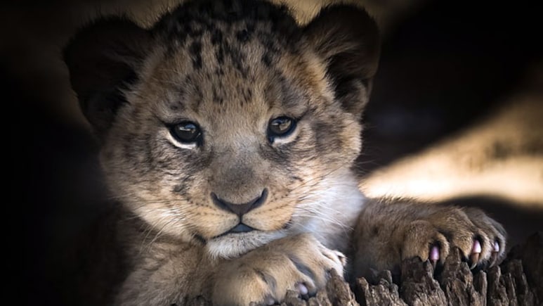 Lion Cub Cuddles On Offer With Afternoon Tea In China