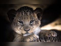 Lion Cub Cuddles On Offer With Afternoon Tea In China