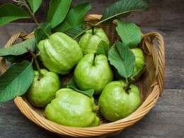Side Effects Of Guava: फायदा ही नहीं नुकसान भी पहुंचा सकता है जरूरत से ज्यादा अमरूद का सेवन, जानें कैसे... Side Effects Of Guava: फायदा ही नहीं नुकसान भी पहुंचा सकता है जरूरत से ज्यादा अमरूद का सेवन, जानें कैसे...
