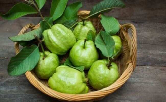 Guava Health Benefits: अमरूद खाने के वजन घटाने से लेकर डायबिटीज कंट्रोल करने तक कई फायदे