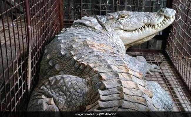Four-Feet Long Crocodile, Missing For 15 Days In Village, Rescued In UP