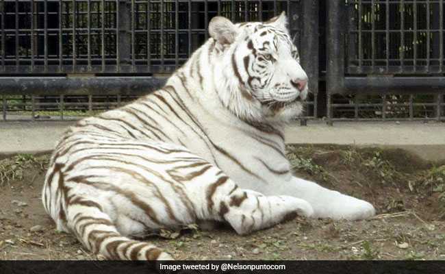 How Tiger Weighing 374 Pounds Mauled Zoo-Keeper, Killing Him
