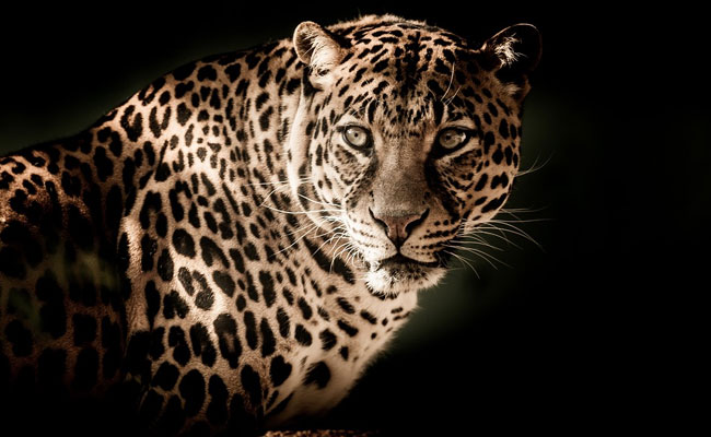 24 Cages Placed In Gujarat To Trap Leopards
