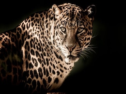 Leopard Dies after Getting Stuck In Barbed Wire Fence In Madhya Pradesh Leopard Dies after Getting Stuck In Barbed Wire Fence In Madhya Pradesh