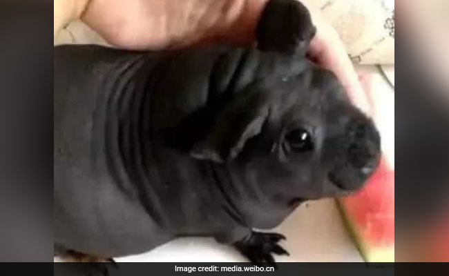 कुत्ता समझ घर उठा लाया शख्स, गौर से देखा तो निकला ये जानवर, उड़ गए होश