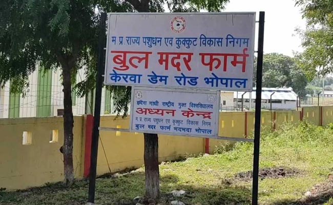 Golf Course On Cow Grazing Land In Bhopal? Congress Calls BJP Hypocrite