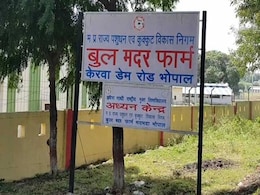 Golf Course On Cow Grazing Land In Bhopal? Congress Calls BJP Hypocrite Golf Course On Cow Grazing Land In Bhopal? Congress Calls BJP Hypocrite