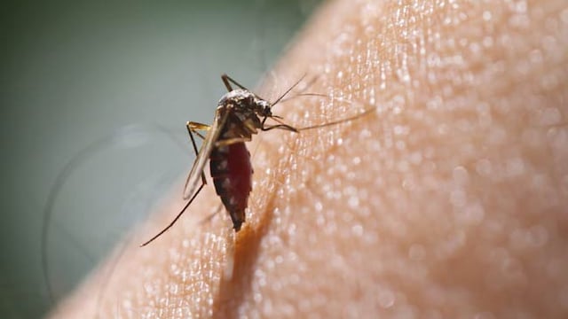 Take care of your surroundings in order to avoid dengue fever.