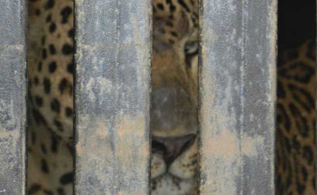 Ad For Mumbai Zoo Said "Beef Needed". It Was A Translation Error