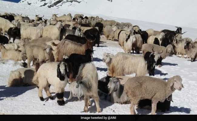 10,000 Livestock Stuck In Himalayas Due To Snowfall Rescued After 3 Weeks