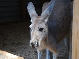 Wildlife Carer, Husband Feed 30 Kangaroos Amid Drought. One Attacks Them Wildlife Carer, Husband Feed 30 Kangaroos Amid Drought. One Attacks Them