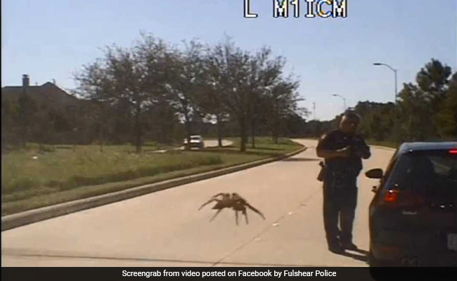 This Giant Spider Optical Illusion Will Have You Scratching Your Head. Watch