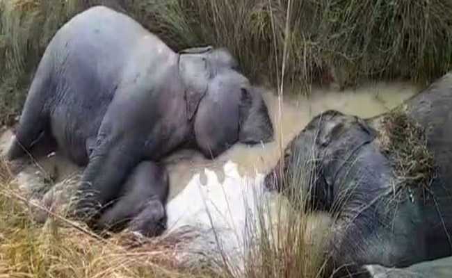 7 Elephants Electrocuted In Odisha While Passing Through A Village