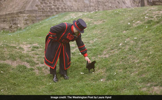 Meet The Royal Ravenmaster Who Treats Birds To Biscuits Soaked In Blood