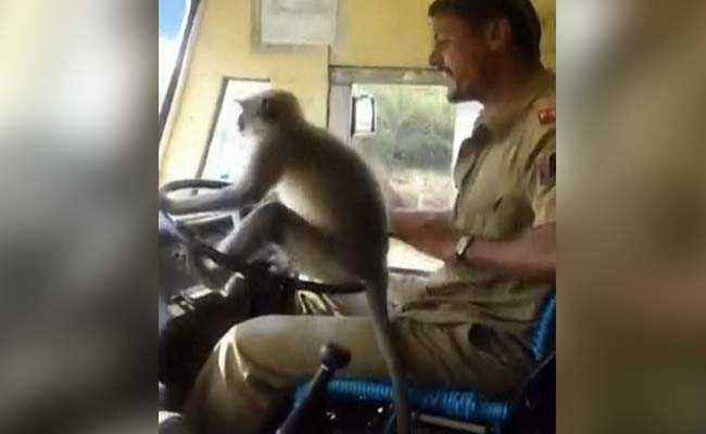 जब सवारियों की जान जोखिम में डाल ड्राइवर ने लंगूर के हाथों में थमा दी बस की स्टीयरिंग... देखें VIDEO