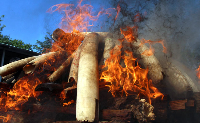Myanmar Destroys Elephant Tusks, Pangolin Scales Worth $1.3 million