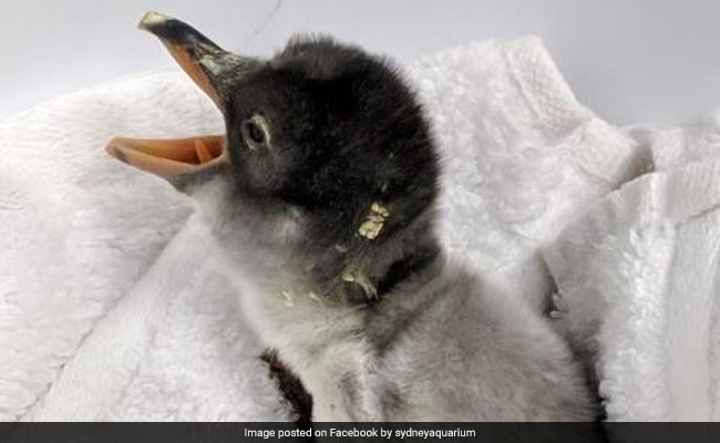 It's A Baby! Sydney's Same-Sex Penguins Become Parents