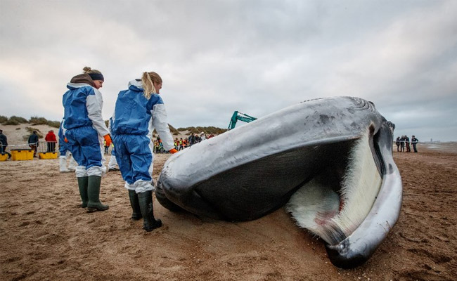 Endangered 60-Foot Fin Whale Washes Up On Belgian Beach