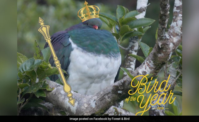 New Zealand Votes ''Tipsy'' Pigeon Bird Of The Year