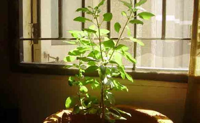 Disease Fighting Plants: रोग से लड़ने वाले पौधे, जो आपको जरूर खाने चाहिए