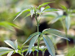 US State Massachusetts To Start Selling Recreational Marijuana US State Massachusetts To Start Selling Recreational Marijuana