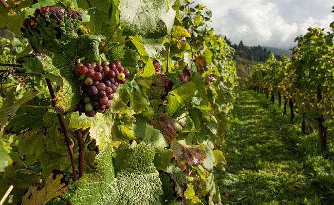 Here's How Thieves Stole An Entire Vineyard Of Grapes