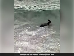 Watch How Cops Rescued A Kangaroo Struggling In The Sea Watch How Cops Rescued A Kangaroo Struggling In The Sea