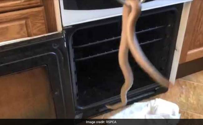 चिप्स बनाने के लिए ओवन खोला तो निकल आया तीन फुट लंबा सांप!