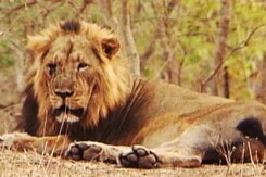 Lions: The Last Stand? Lions: The Last Stand?