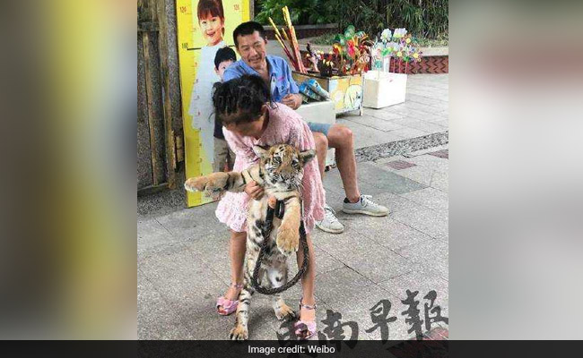Viral: Zookeeper's Daughter, 9, Has An Inseparable Friend - A Tiger Cub
