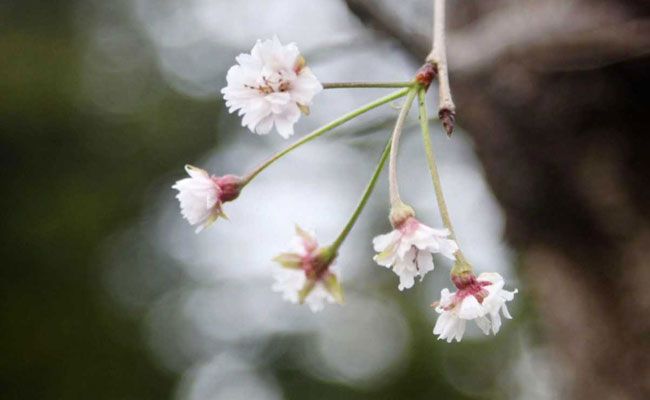 Tickled Pink: Typhoons Trick Japan Blossoms Into Blooming 6 Months Early