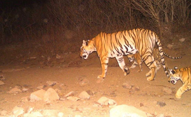 Tigress Avni Killed Per Court Order: Supreme Court Refuses Contempt Action