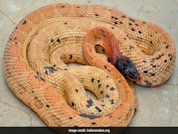 6-Foot-Long Snake Creeps Into Uttar Pradesh Forest Conservator's Office 6-Foot-Long Snake Creeps Into Uttar Pradesh Forest Conservator's Office