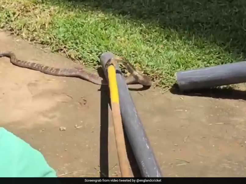 Watch: Snake Invades England Cricket Team's Practice Session