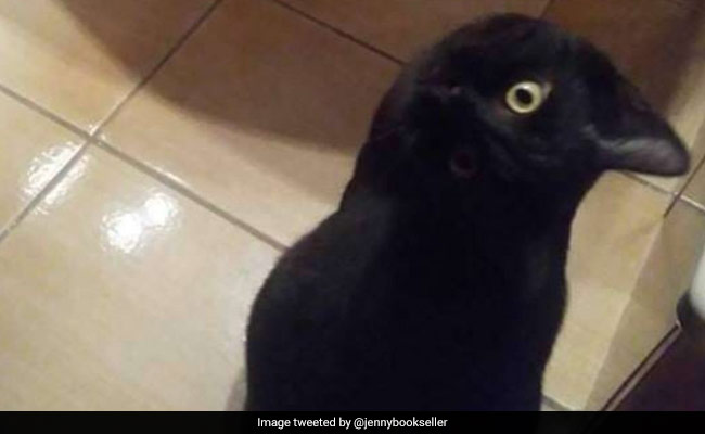 कौवा या बिल्ली? सोशल मीडिया पर छिड़ी VIRAL बहस, तस्वीर देख उलझे लोग