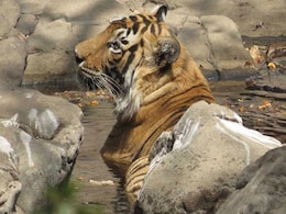 Poachers' Trap Led To Death Of Royal Bengal Tiger Mahavir In Odisha Poachers' Trap Led To Death Of Royal Bengal Tiger Mahavir In Odisha