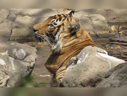 Vets Turn To Common Garden Herb To Treat Tigress With Deadly Viral Disease