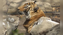 17-Year-Old Royal Bengal Tiger Dies At Tirupati Zoo