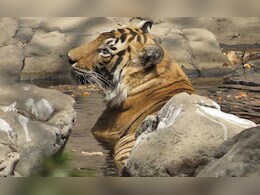 17-Year-Old Royal Bengal Tiger Dies At Tirupati Zoo 17-Year-Old Royal Bengal Tiger Dies At Tirupati Zoo