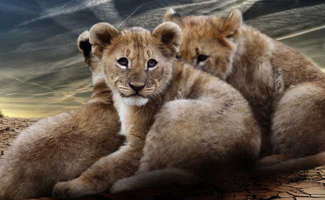 2 Lion Cubs Found Dead In Gir, Officials Suspect Infighting