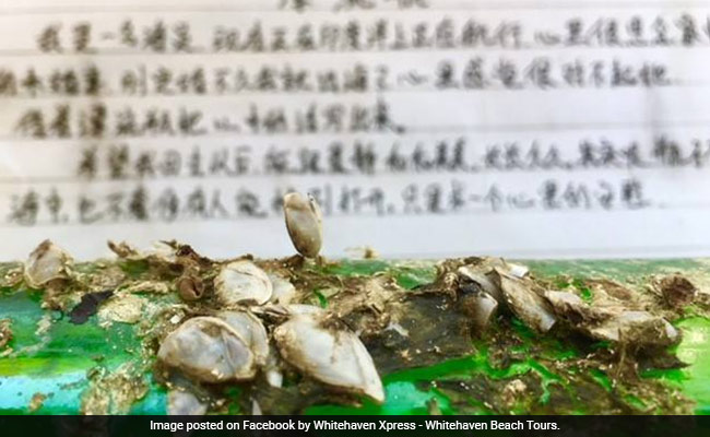 Australian Couple Finds Sailor's Love Letter In Bottle, Track Him Down. But...